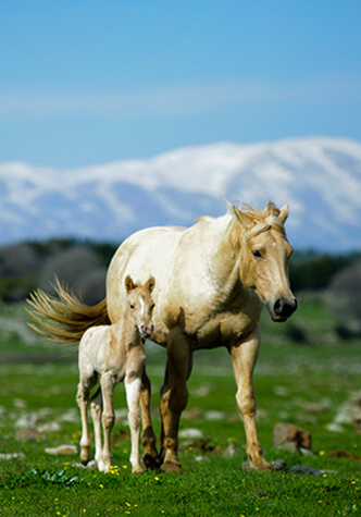 Horse Ranch