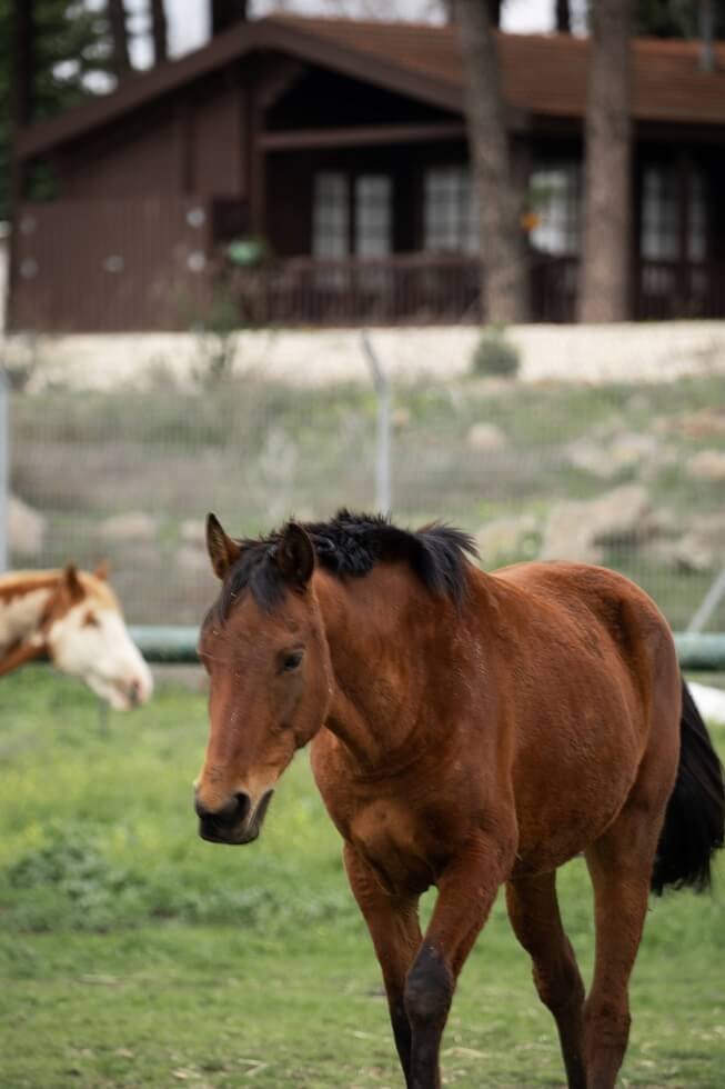 סוסים על רקע בקתות אורטל