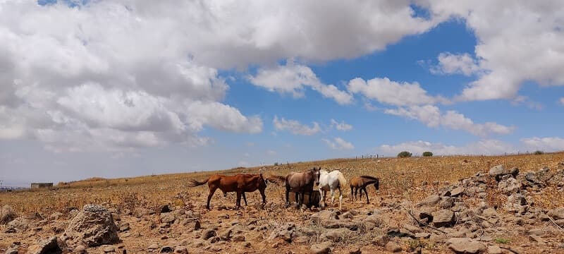 טיול סוסים בקיבוץ אורטל