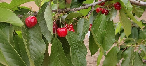 קטיף דובדבנים בקיבוץ אורטל