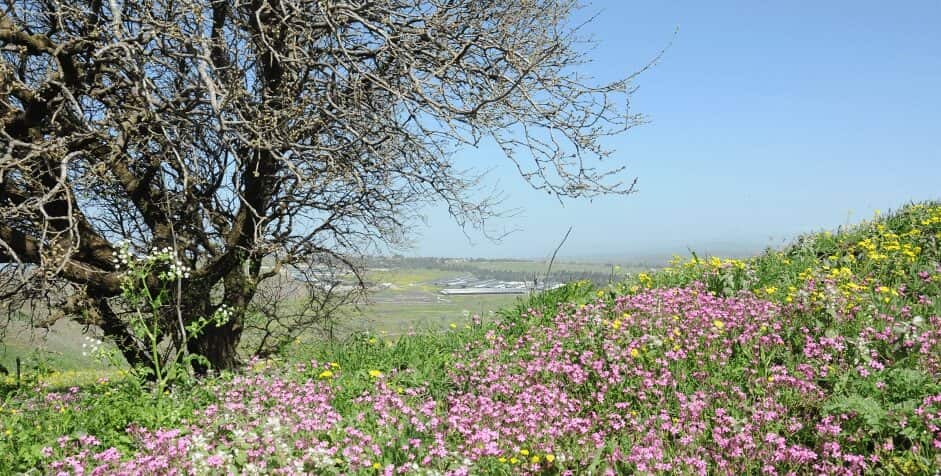 תמונת נוף אביבית