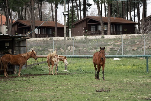 חוות סוסים