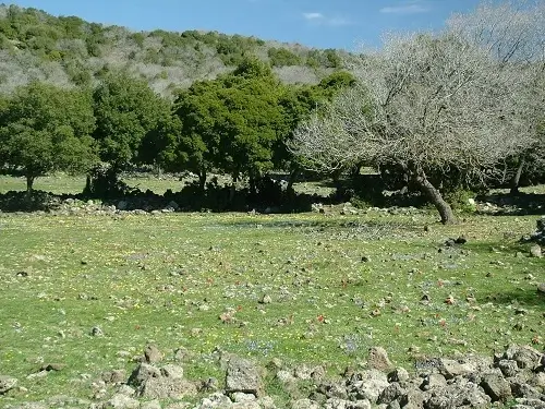 יער אודם שביל הגולן מקטע 2